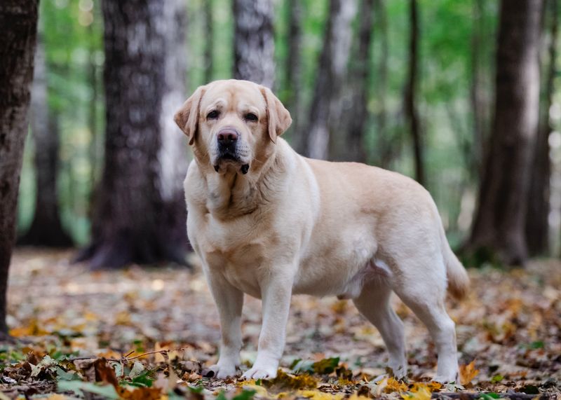 Sonbahar ormanında yürüyen altın rengi bir Labrador