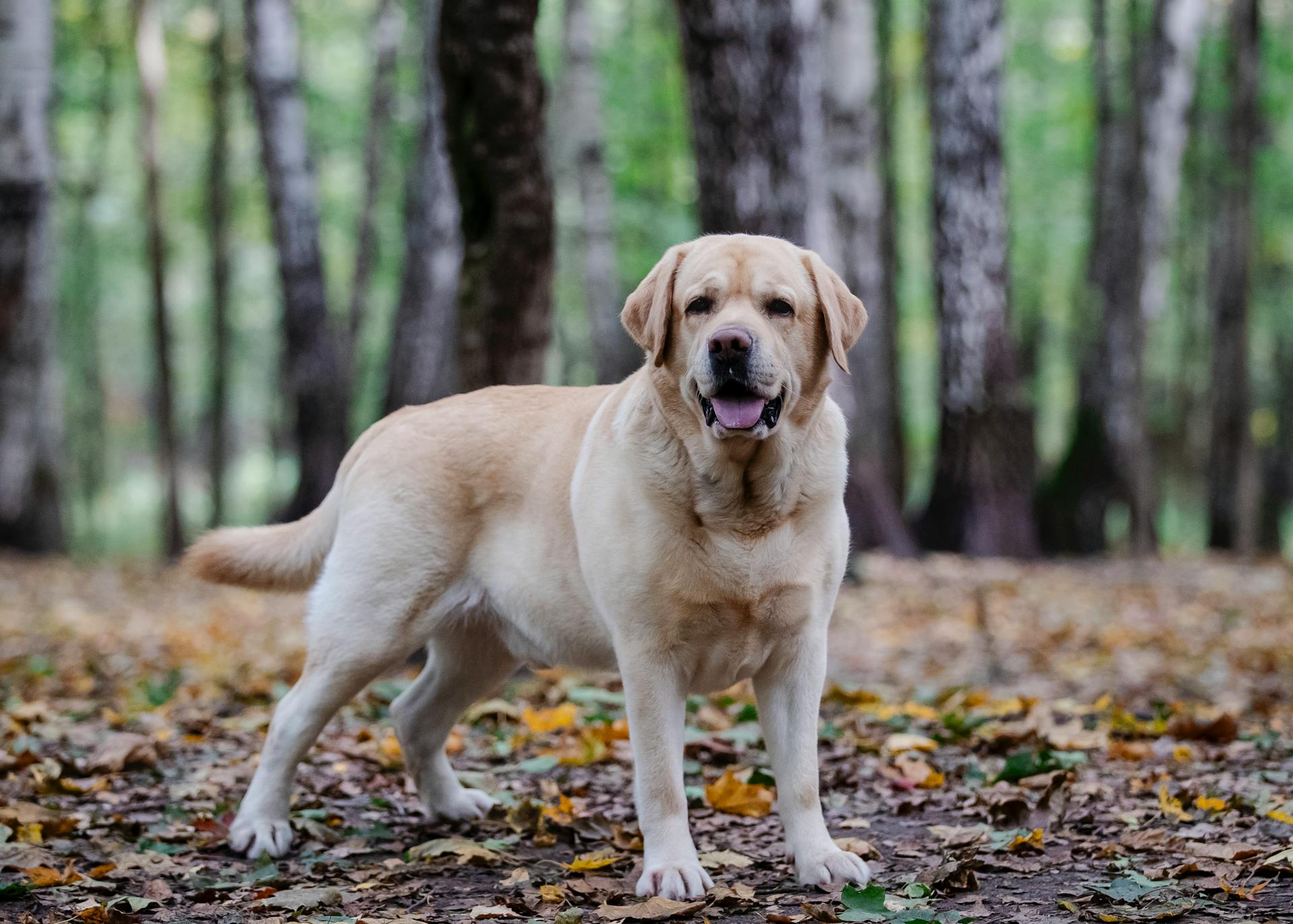 Golden Labrador Retriever in Autumn Forest