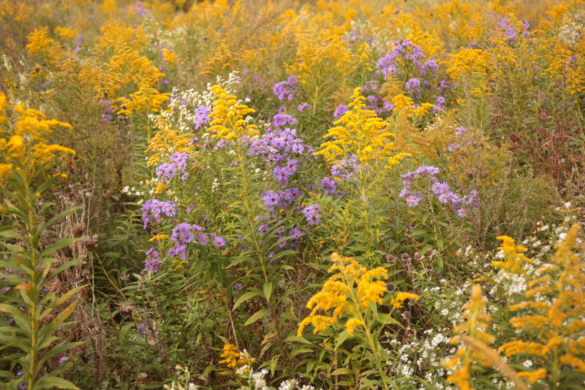 Beautiful wildflower field with yellow and purple blooms in autumn sunlight, showcasing nature's vivid colors.