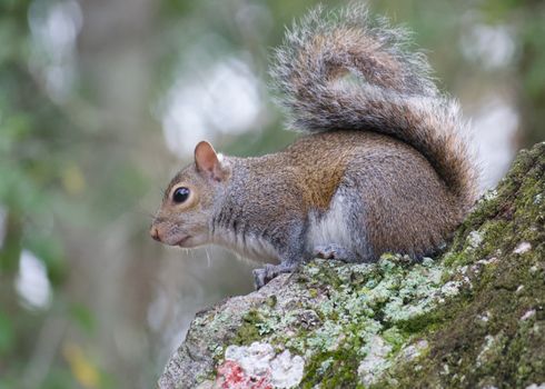 A curious Eastern Gray Squirrel perched on a lichen-covered branch in the forest.
