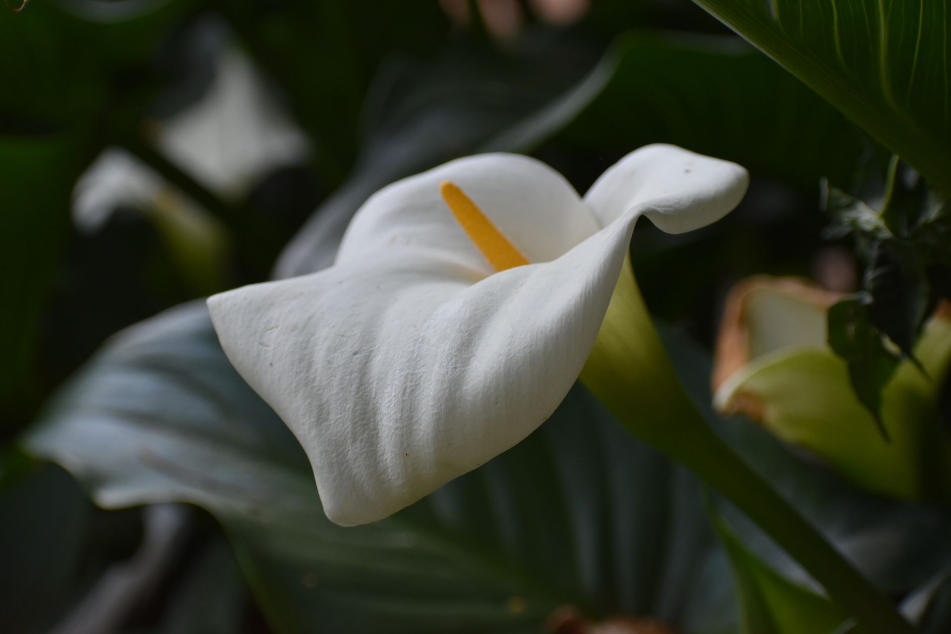 A beautiful white Calla Lily in full bloom with dark green leaves in the background.