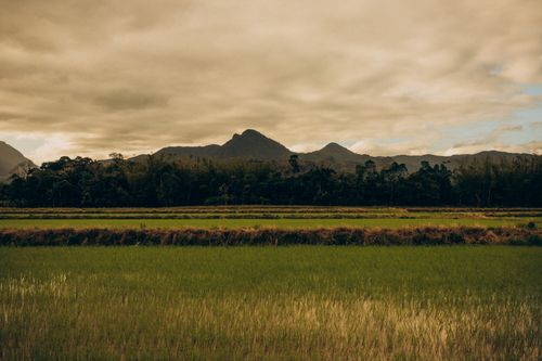 Free Serene view of rice fields at the mountain's base, under a cloudy sky. Stock Photo
