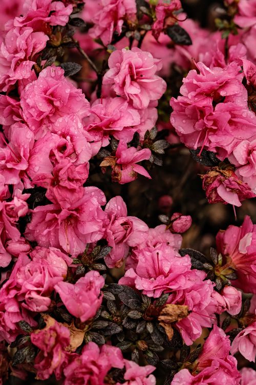 Vivid Pink Azaleas in Christchurch Garden · Free Stock Photo