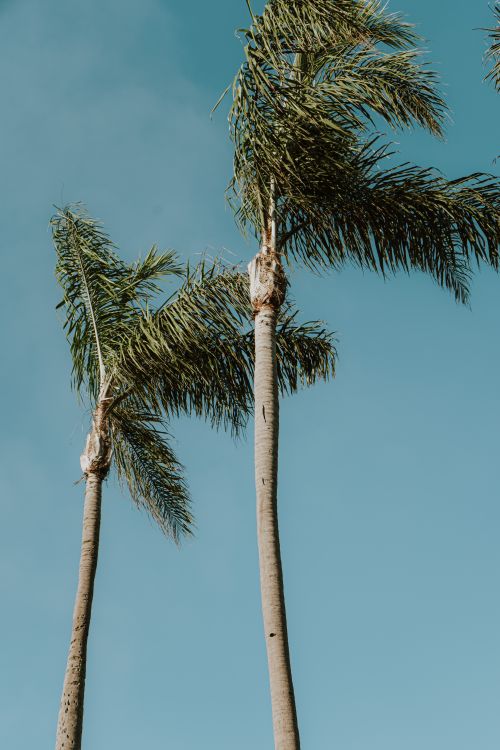 Free Swaying tall palm trees under a clear blue sky, capturing a tropical breeze. Stock Photo
