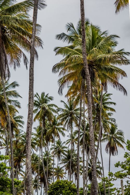 Free Lush tropical palm trees reaching skyward under a cloudy sky, evoking a serene island vibe. Stock Photo