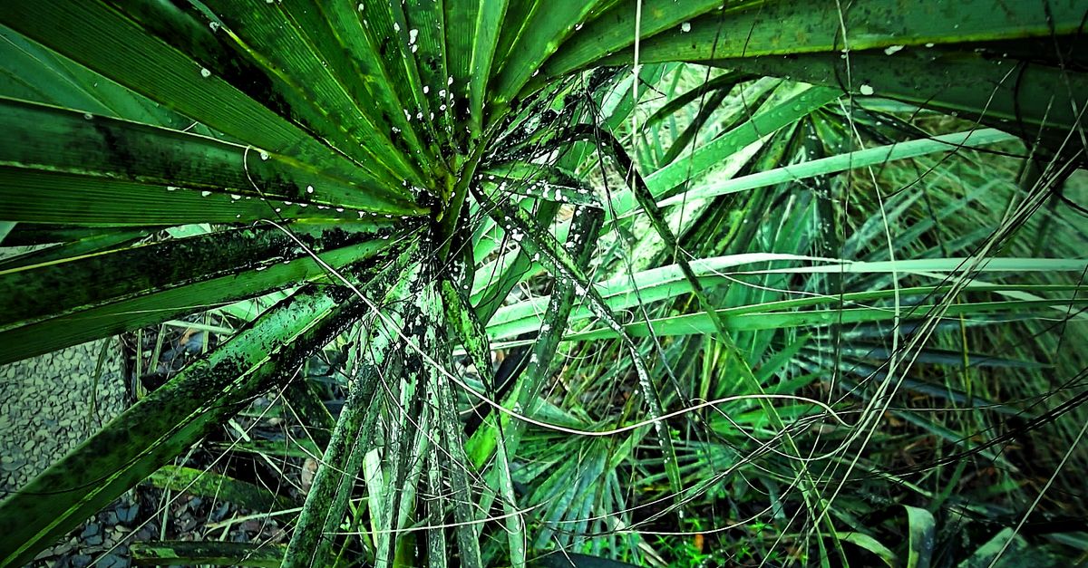 Vibrant close-up of lush green tropical leaves, showcasing natural textures and growth.