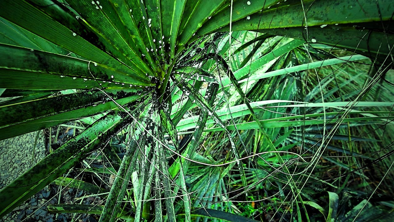 免費 綠色的葉子的植物特寫攝影 圖庫相片