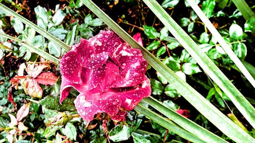 бесплатная Розовый цветок Стоковое фото