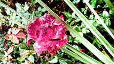 在充满活力的花园里，郁郁葱葱的绿叶间，有一朵挂着露珠的红玫瑰特写