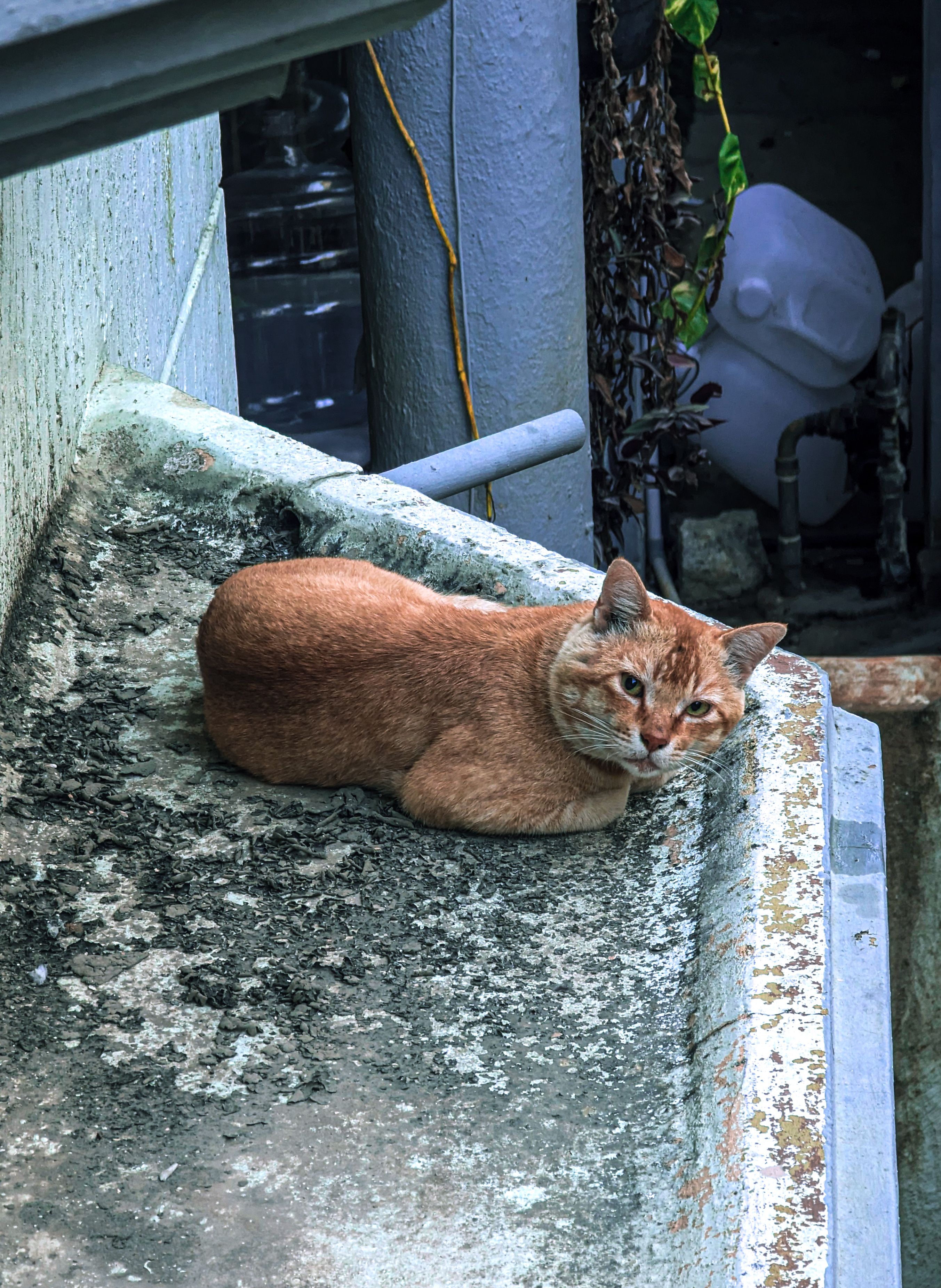 Ginger Cat Relaxing on Urban Rooftop · Free Stock Photo