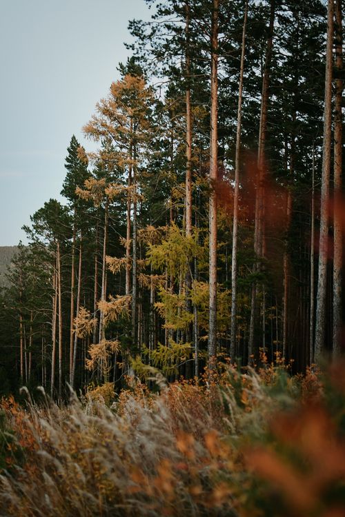 Free Tranquil autumn forest with tall trees and foliage, captured at dusk. Perfect for nature themes. Stock Photo