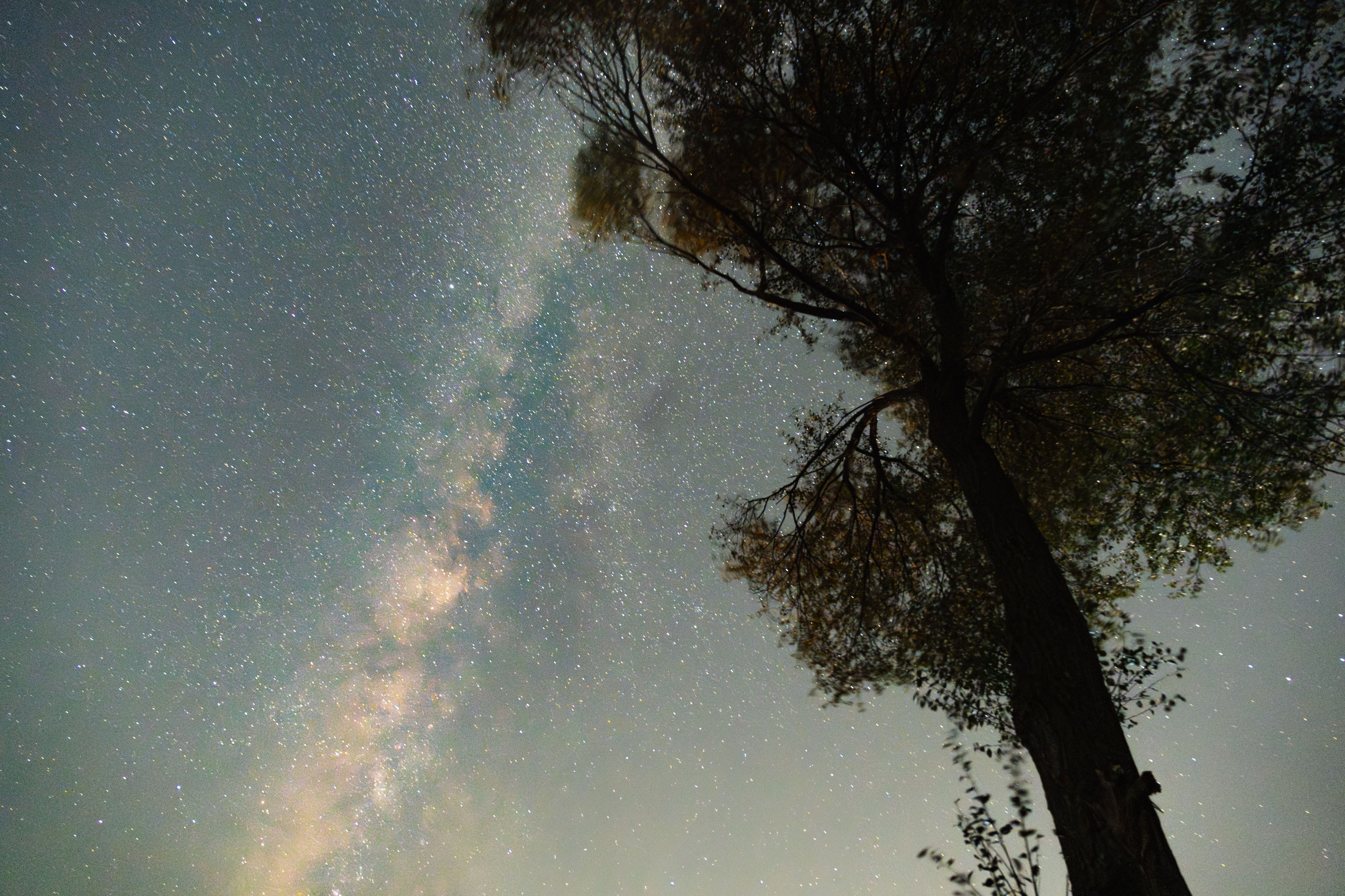 Starry Night Sky with Milky Way and Tree · Free Stock Photo