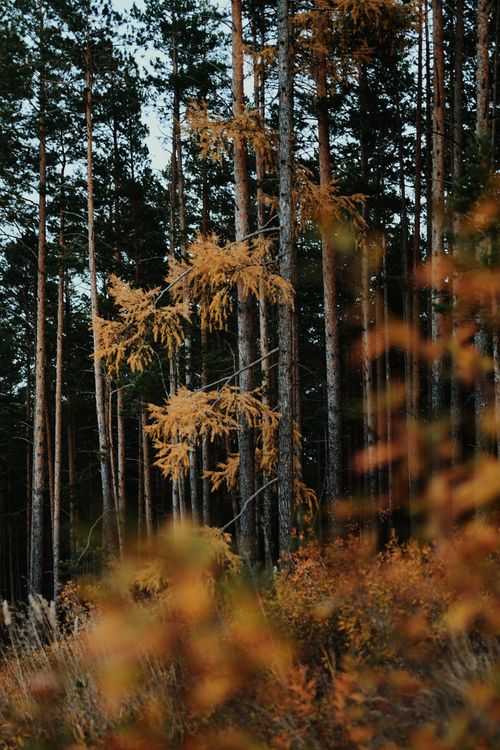 Free Scenic view of a pine forest with golden autumn foliage, capturing the essence of fall. Stock Photo