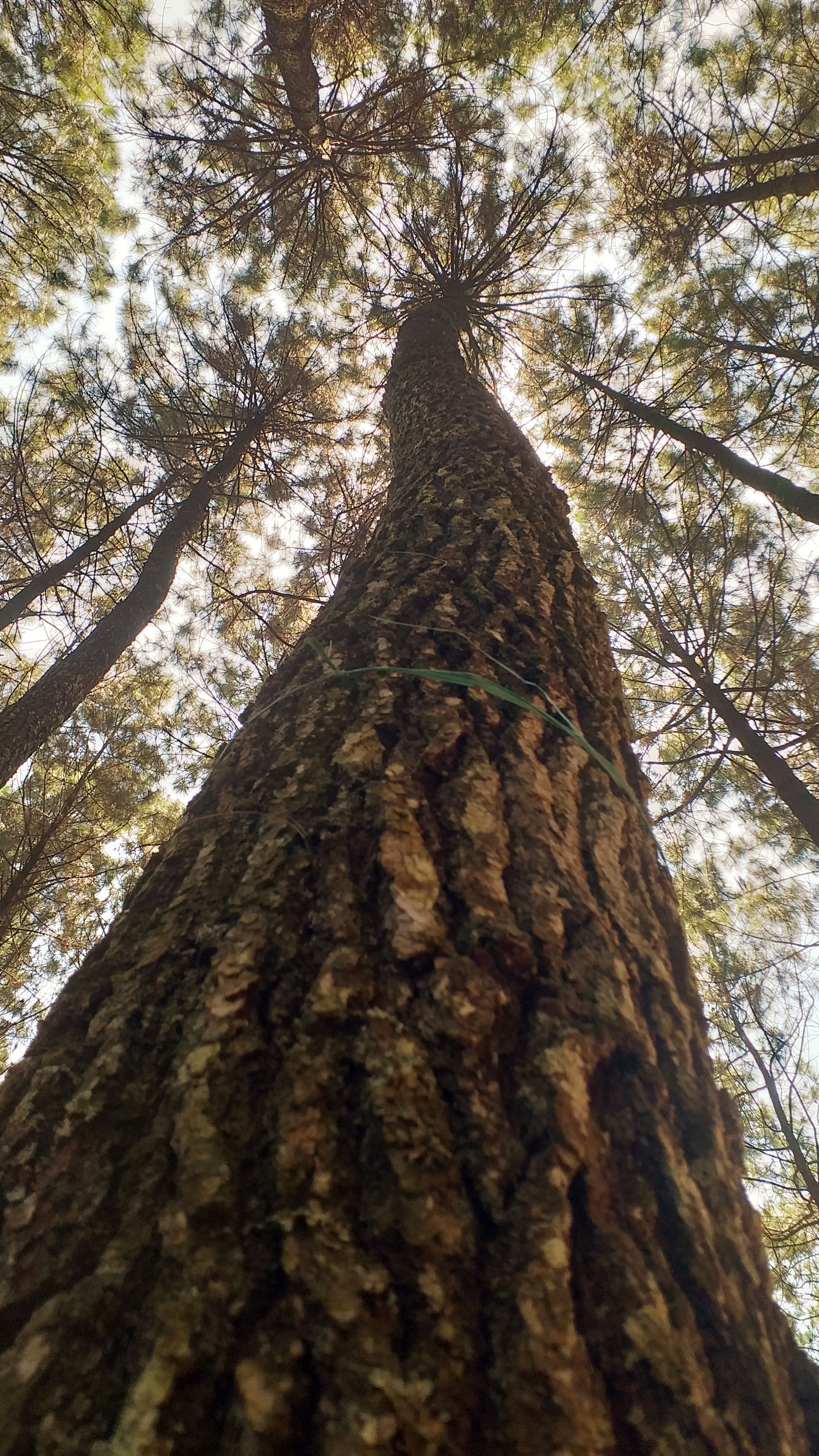 Tall pine tree reaching towards the sky in a serene forest setting, viewed from below.