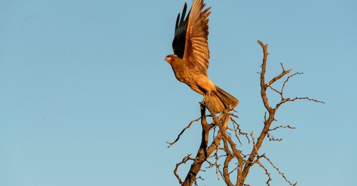 Free stock photo of Chimango vuelo fly flying atardecer Sunset pájaro