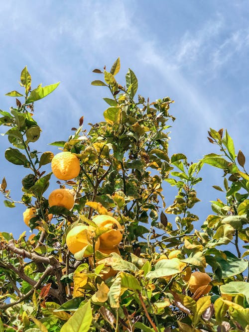 Free Lemon Tree Stock Photo