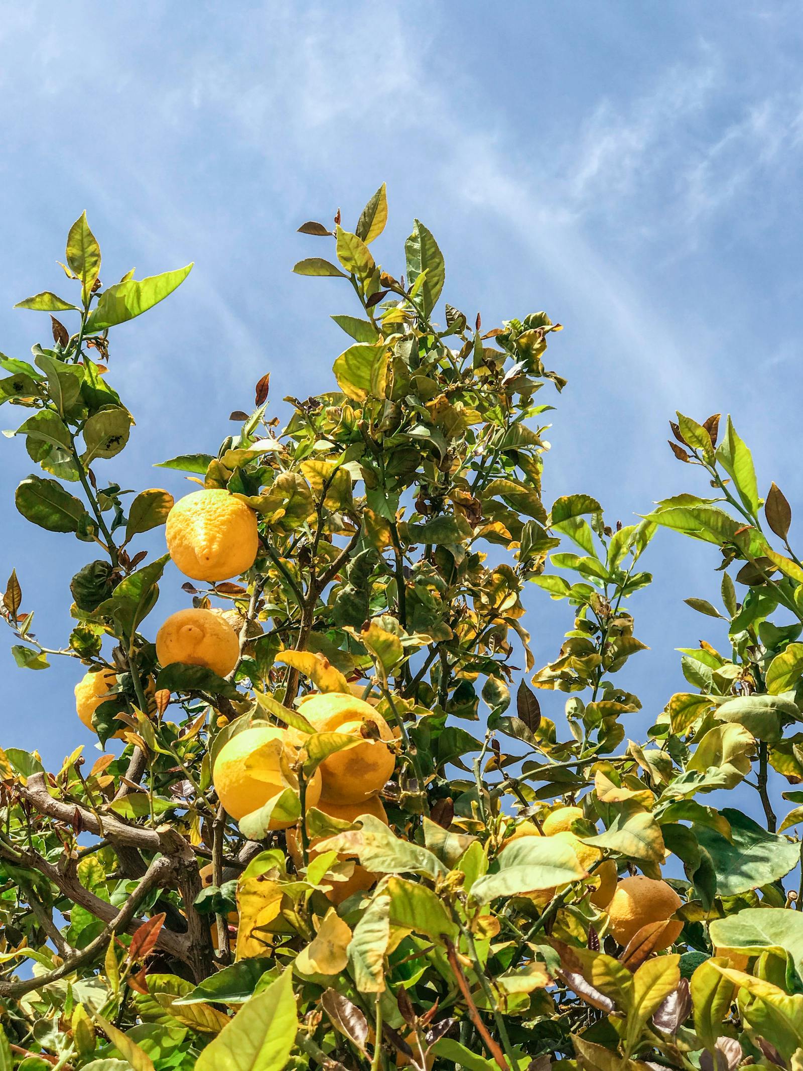 柠檬 树 水果 - Pixabay上的免费照片 - Pixabay