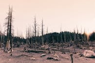 冬季日落时分，加利福尼亚州猛犸湖光秃秃的树木轮廓令人难忘