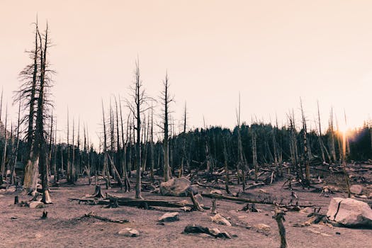 冬季日落时分，加利福尼亚州猛犸湖光秃秃的树木轮廓令人难忘
