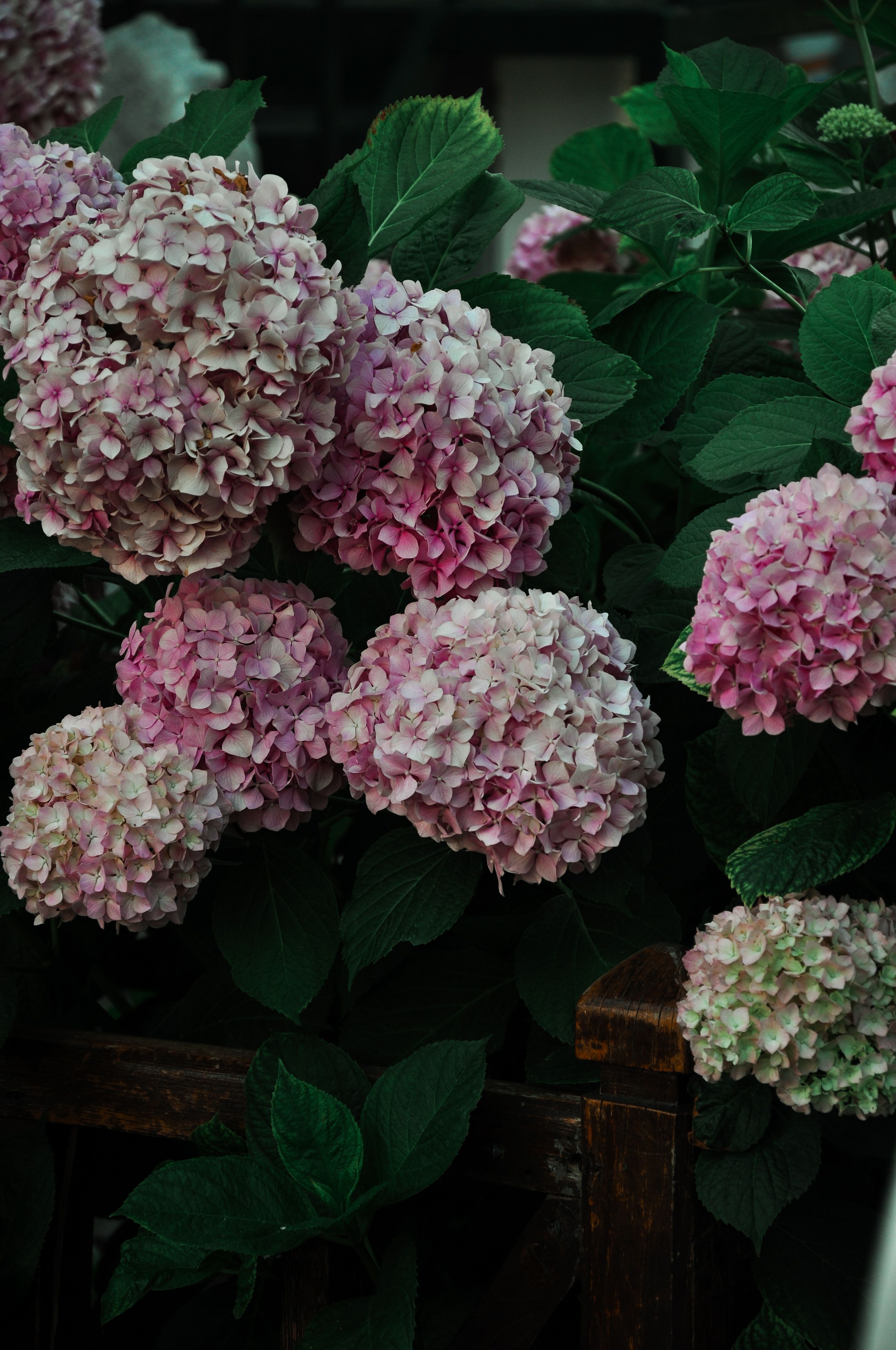 Vibrant Pink Hydrangeas in Lush Garden · Free Stock Photo