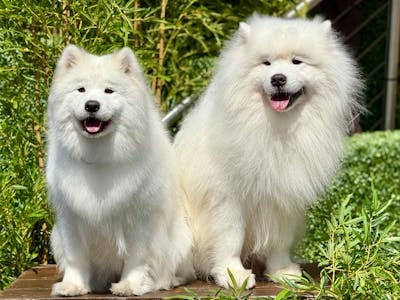 Samoyed