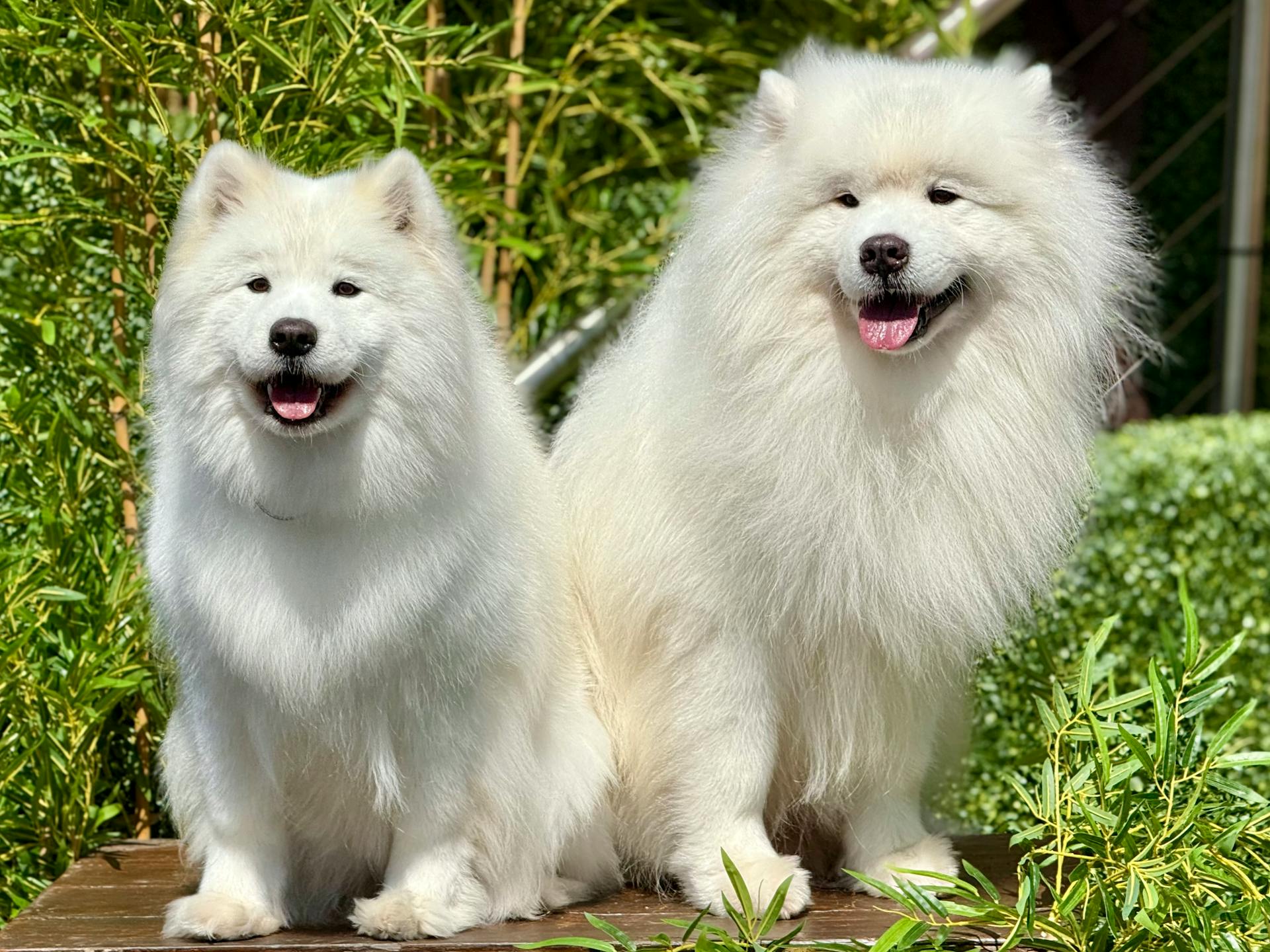 Pair of Samoyeds