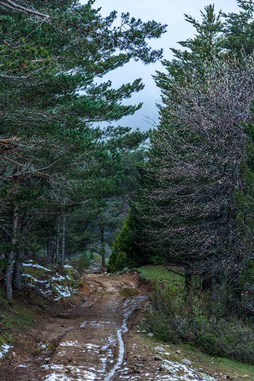 бесплатная Грунтовая дорога между зелеными деревьями Стоковое фото