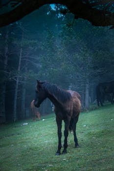 在云雾缭绕的森林中，马匹优雅地矗立着，营造出一种宁静而神秘的氛围