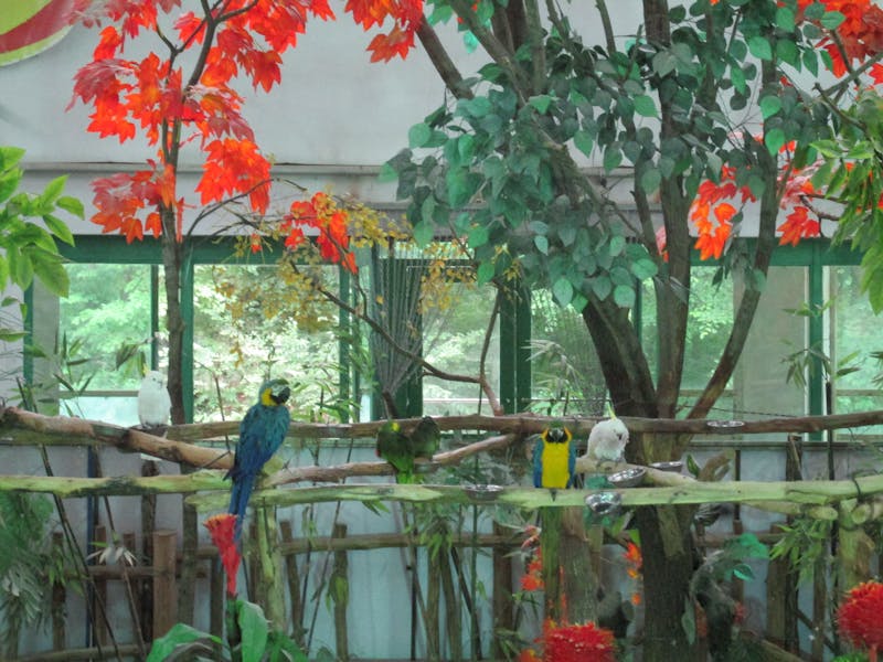 Un globo en tu fiesta