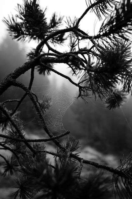 Black and white photo of a spider web on a pine branch in a misty forest, capturing nature's intricate beauty.