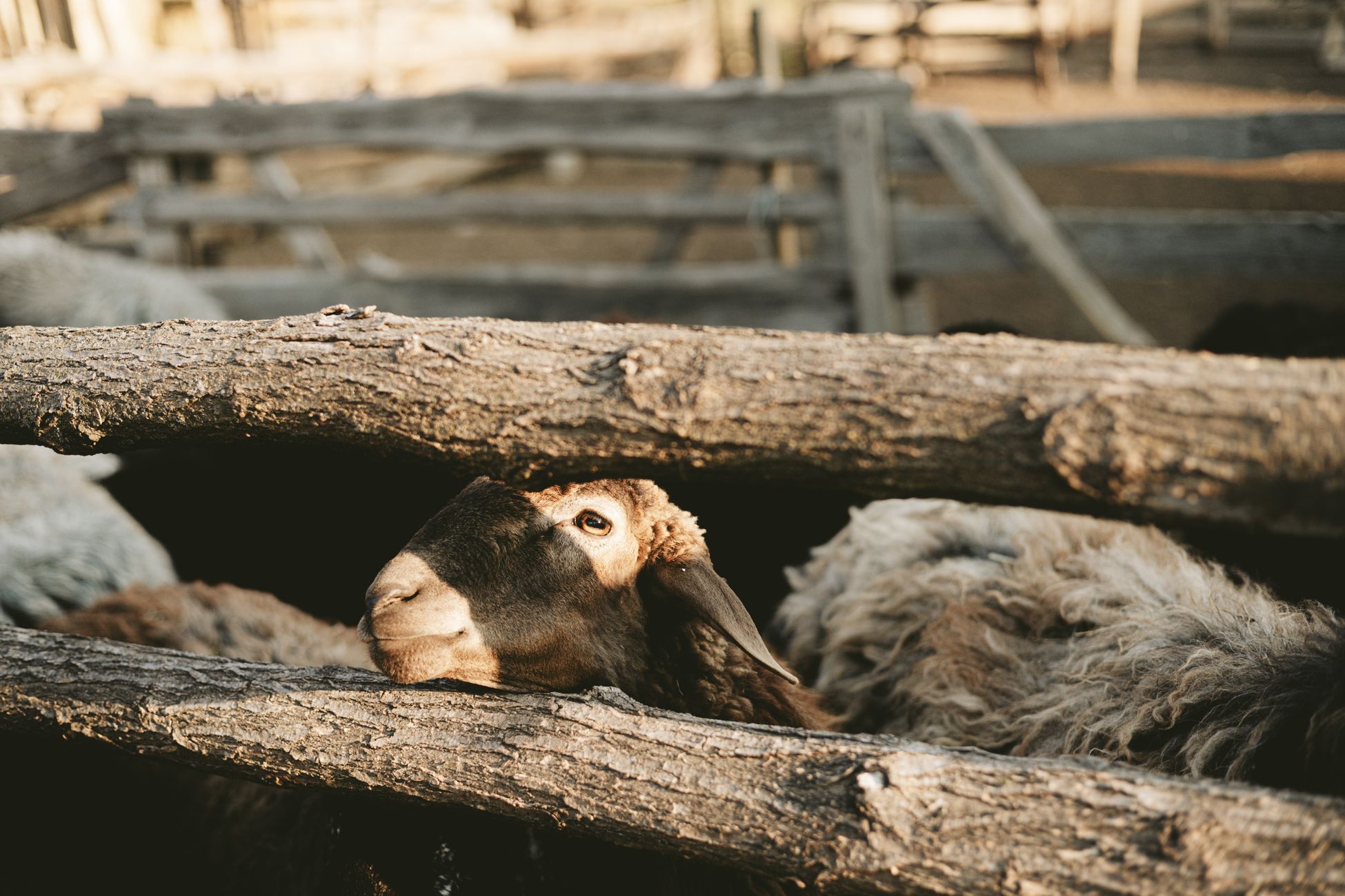 Kinderboerderij Best tijdelijk gesloten na zorgen over dierenwelzijn