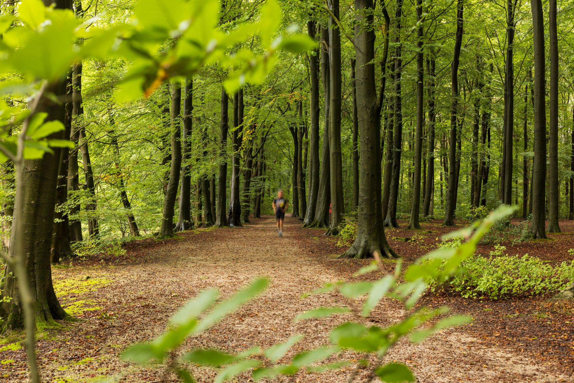 Runner in Serene Forest Path in Spring