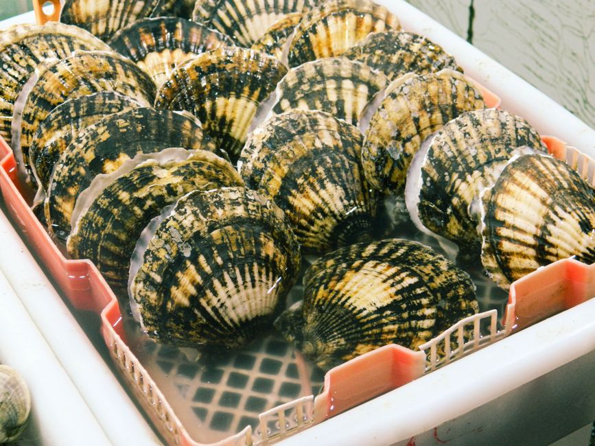 fresh scallops raw seafood