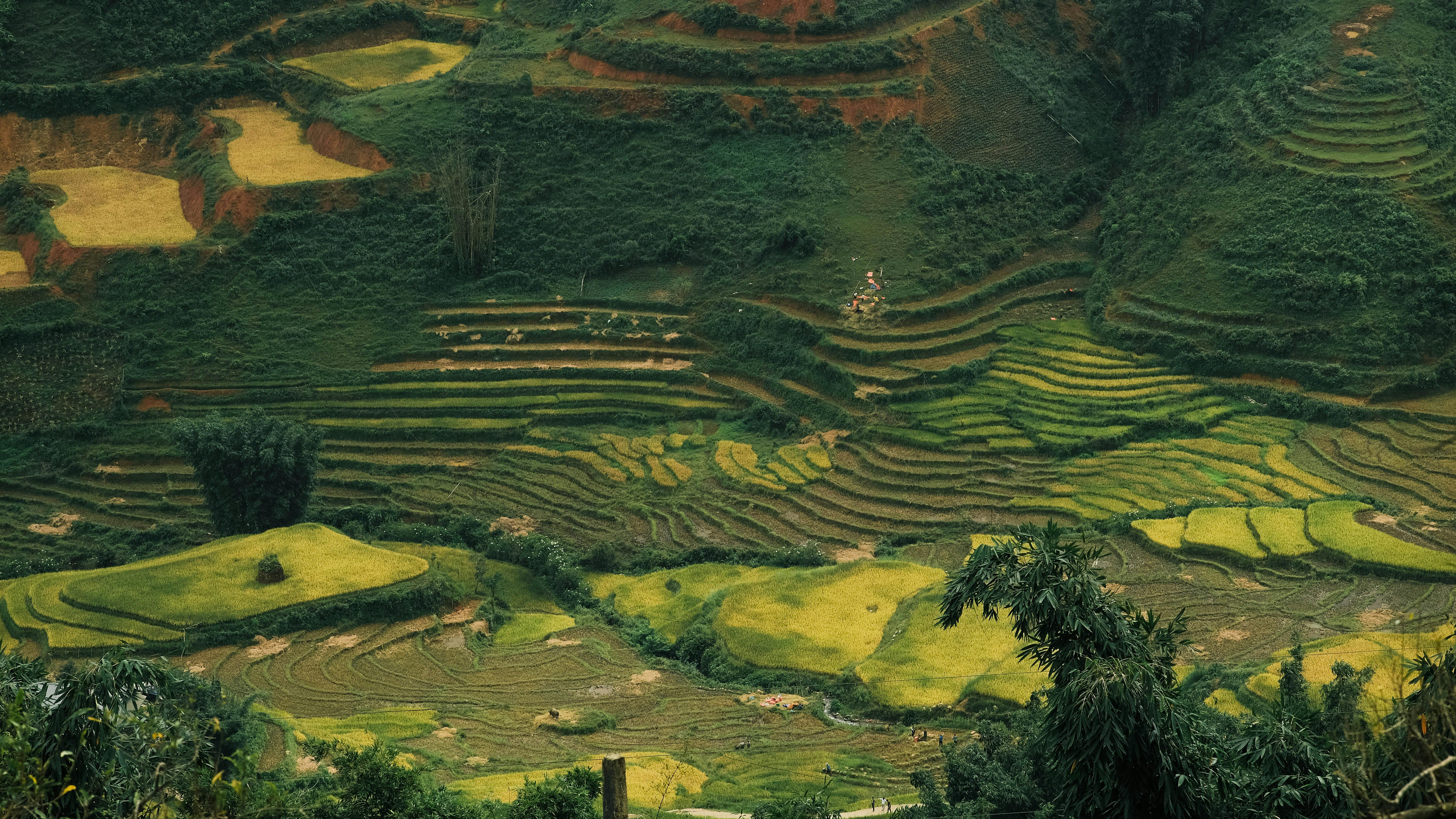 Miễn phí Ruộng Bậc Thang Xanh Tươi ở Hà Nội, Việt Nam Ảnh lưu trữ