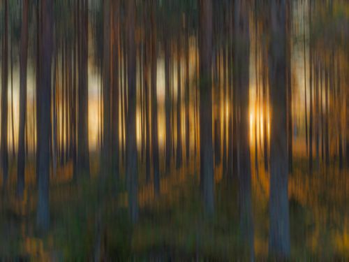 Free Blurry forest scene capturing the warm glow of sunset through the trees. Stock Photo