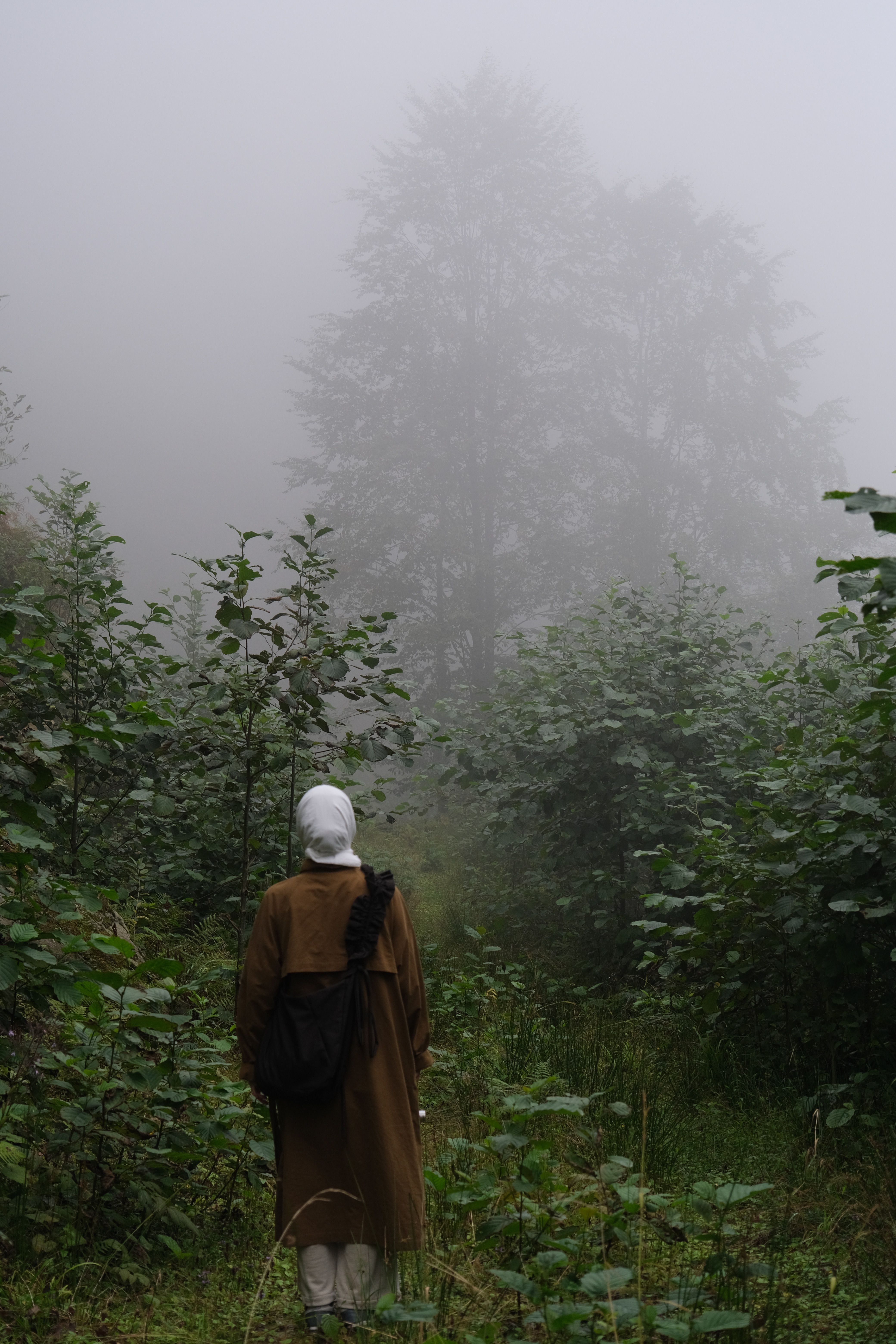 Person Walking in Mysterious Foggy Forest · Free Stock Photo