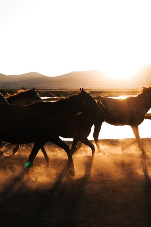 Free Beautiful silhouette of horses running in the dusty path as the sun sets over Kayseri, Türkiye. Stock Photo