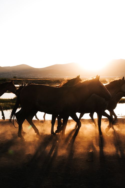 Free A herd of wild horses gallops through dusty plains against a vibrant sunset in Kayseri, Türkiye. Stock Photo