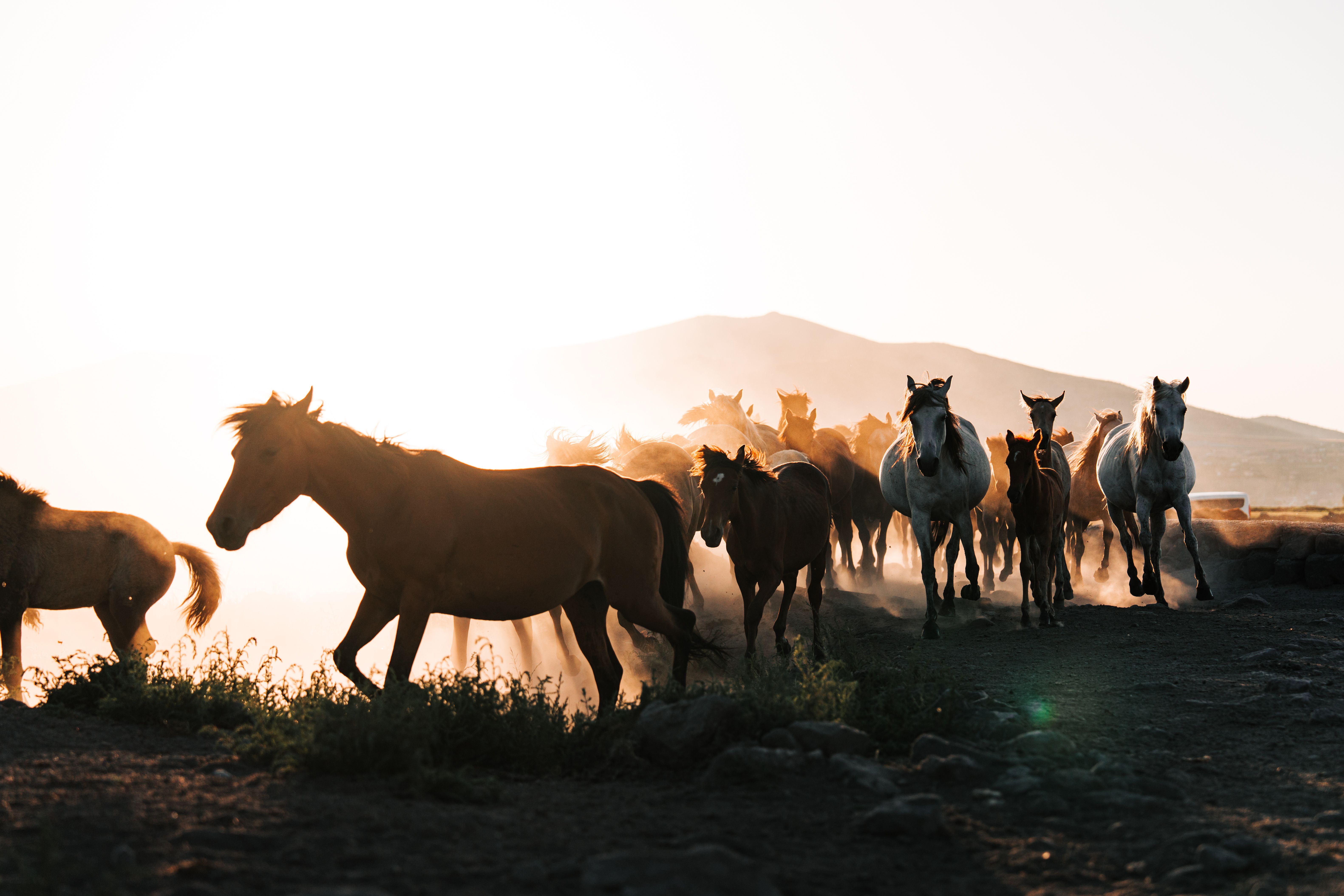 understanding horse hoof anatomy