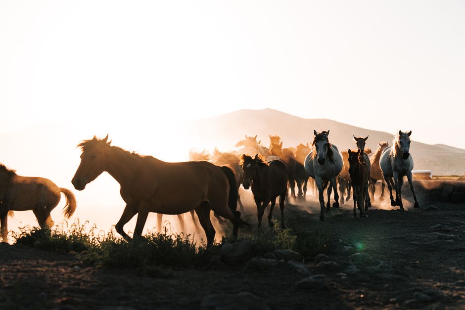 understanding horse hoof anatomy