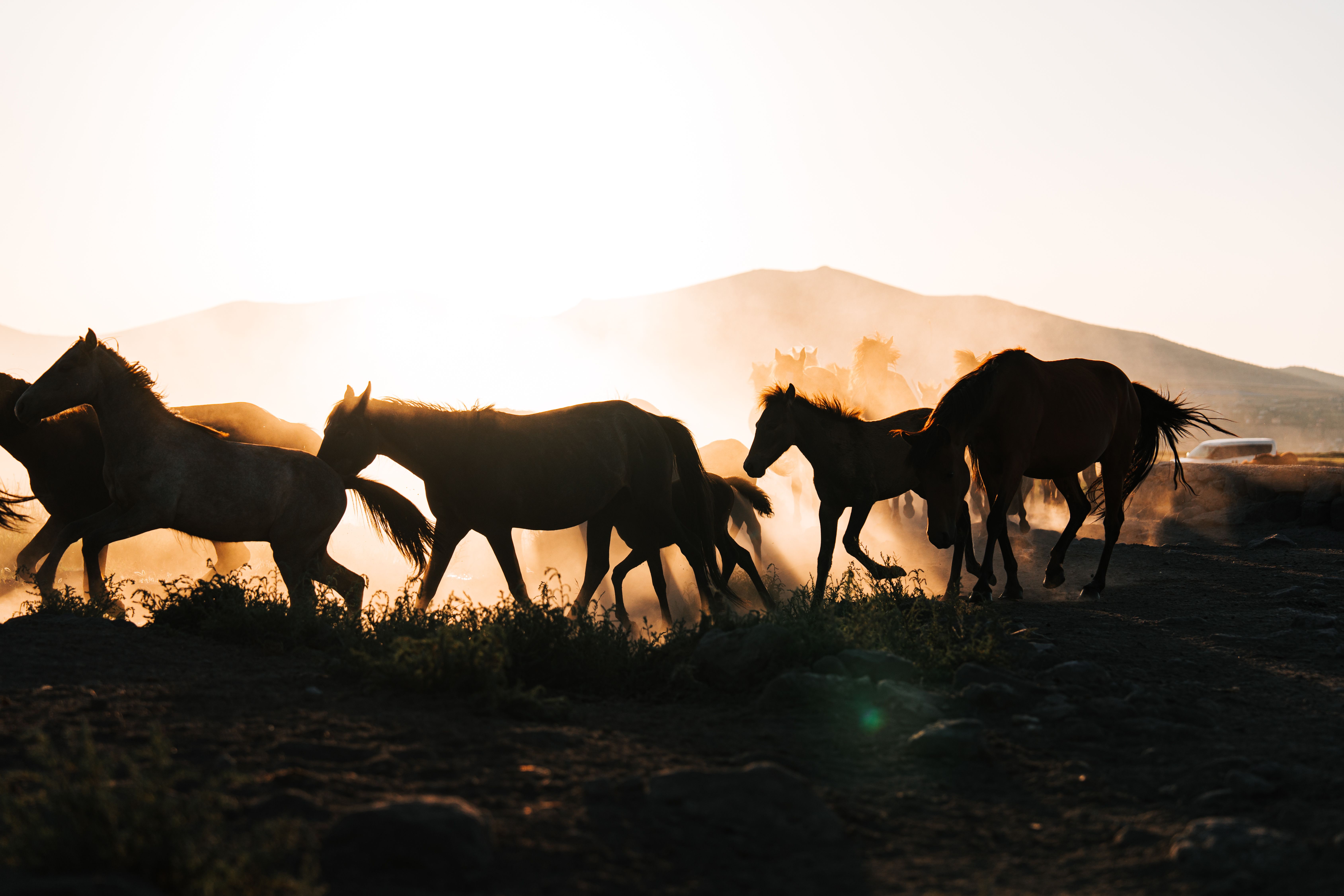 The ‘Wild West’ of wellness supplements fuelled by the rise of fat jabs — Photo by Ahmed ؜ on Pexels