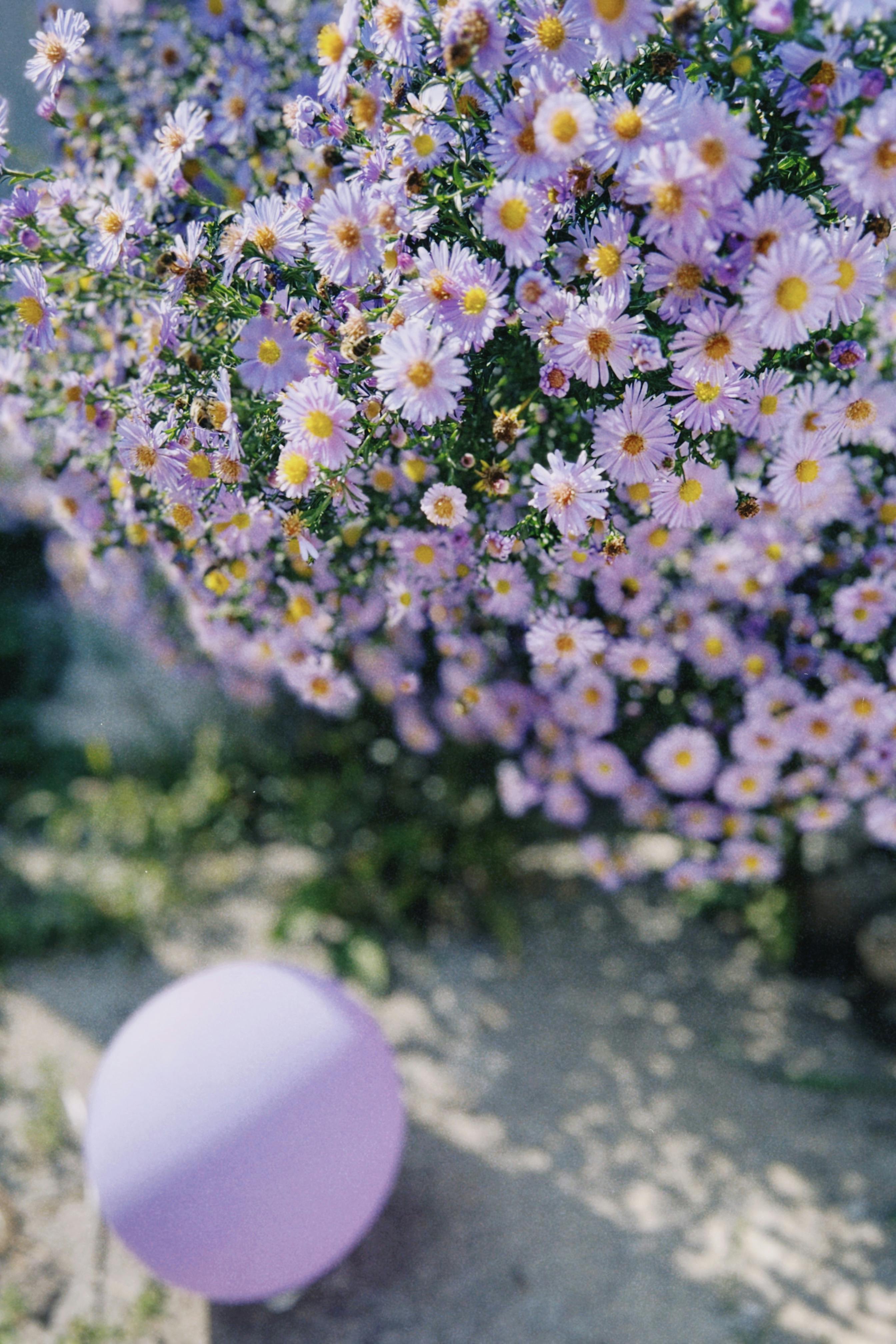 Beautiful purple asters blooming outdoors with a lilac balloon. Shot in Talgar, Kazakhstan.