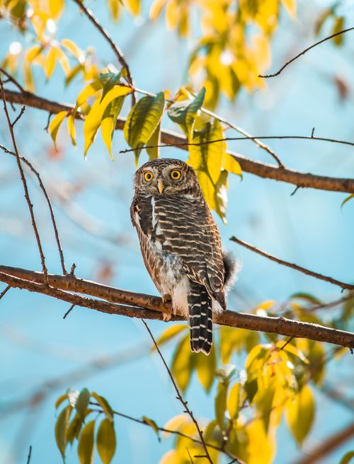 Free A spotted owl sits on a tree branch surrounded by green leaves under clear blue sky. Stock Photo