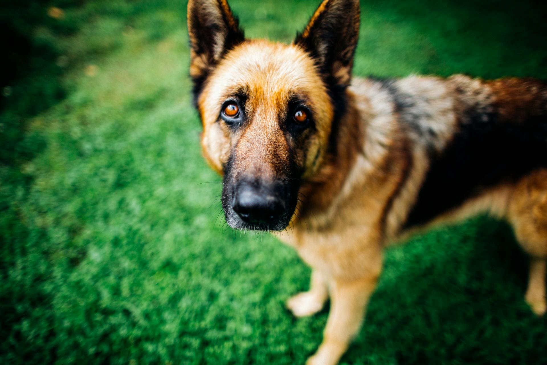 Un berger allemand sur l'herbe verte