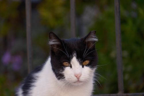 Free Charming black and white cat outdoors in Bornova, İzmir. Stock Photo