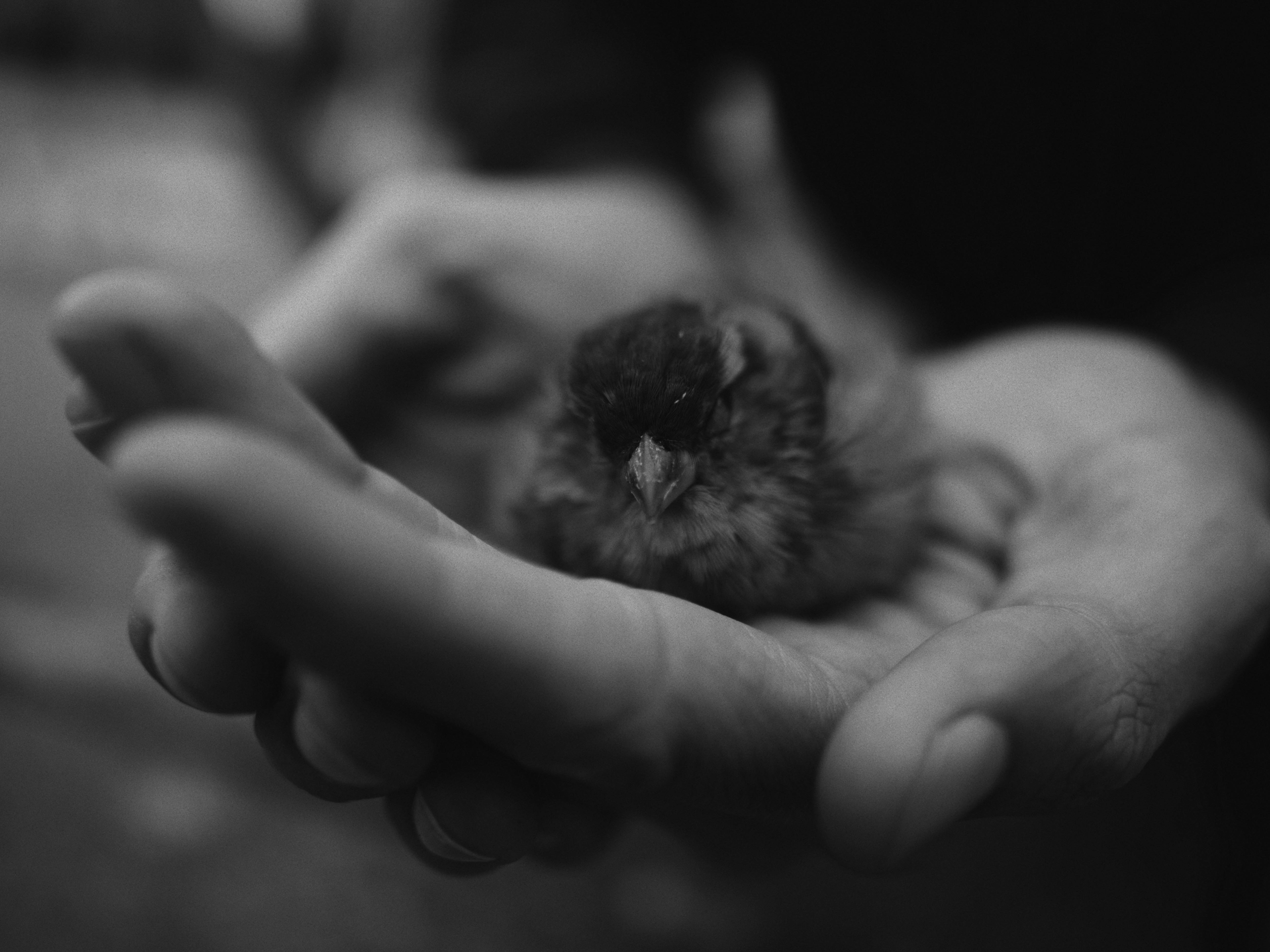 Veterinarian gently examining a small bearded dragon in a clinical setting, demonstrating the careful handling required for exotic pets - pet cremation for exotic pets
