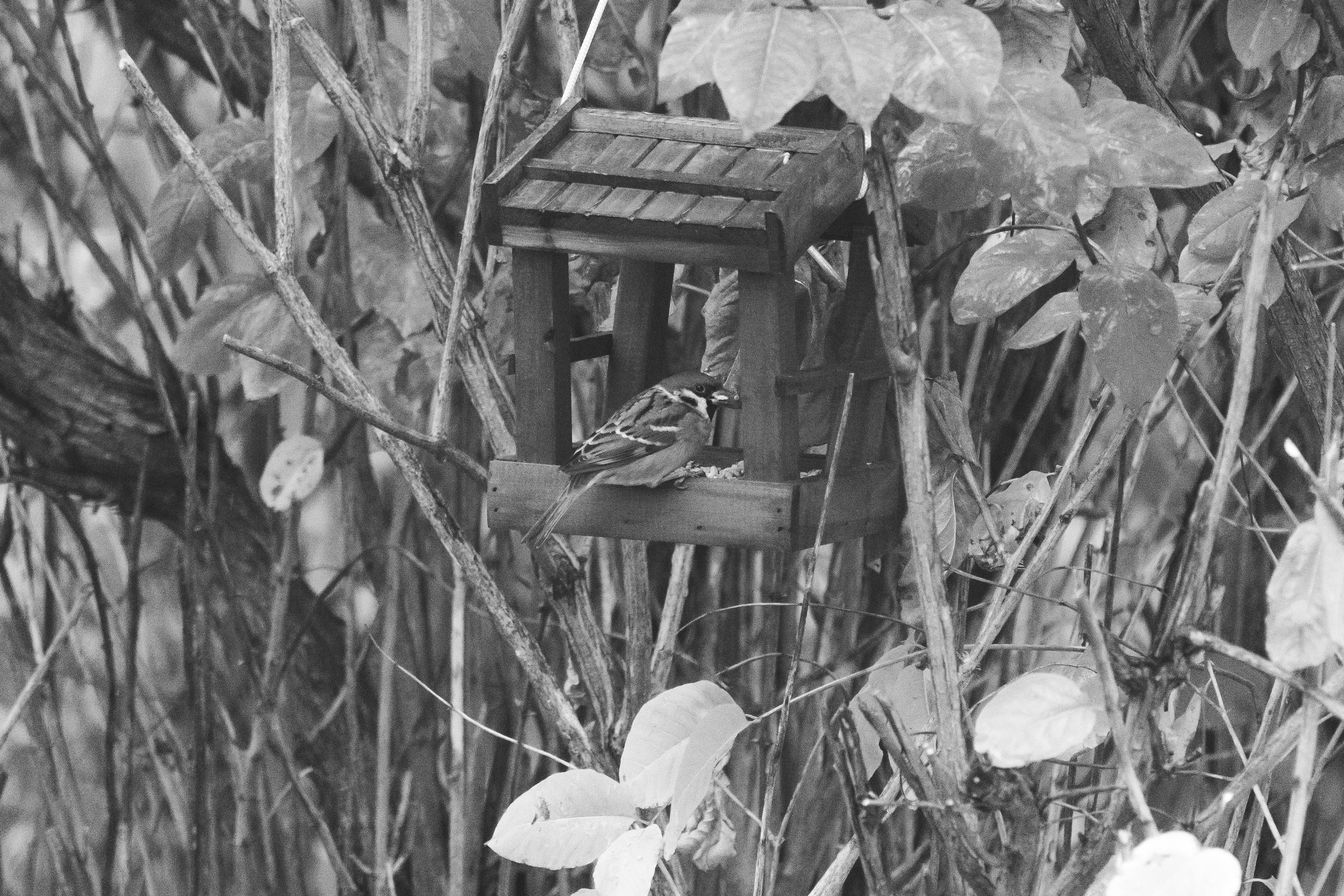 Bird Watching Past Times
