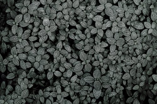 잎이 많은 식물의 흑백 사진