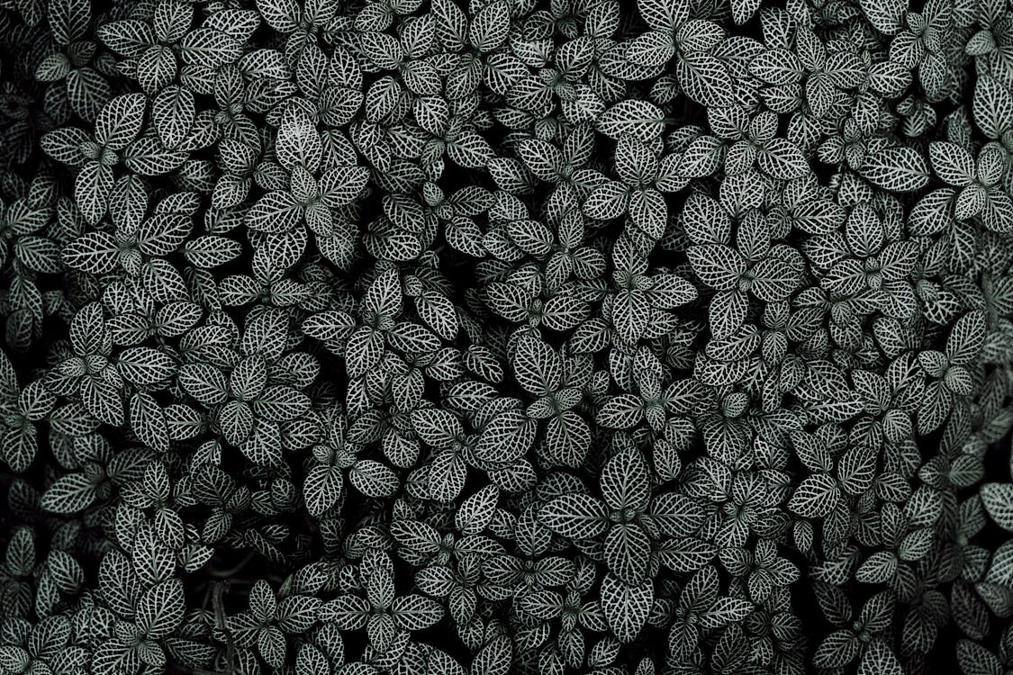 綠葉植物的黑白照片