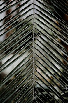 Photo by David Bartus Detailed close-up of green palm leaves displaying a symmetrical pattern, perfect for nature themes.